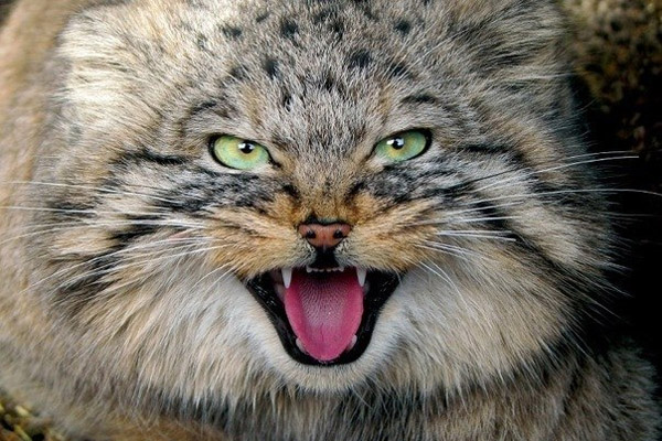 Сердитый кот