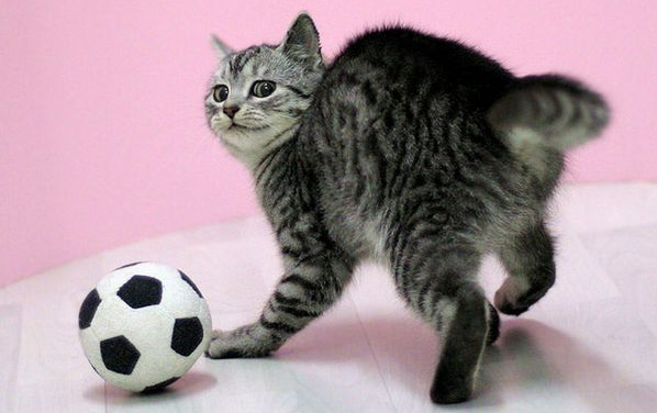 Кот и футбольный мяч