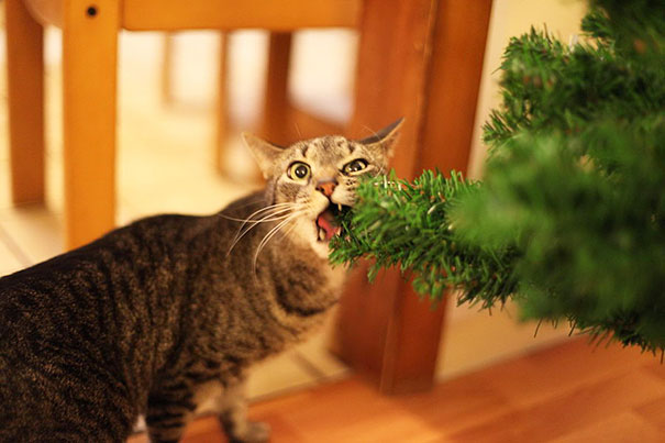 14-cats-and-dogs-that-destory-christmas-2